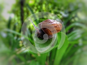 Snail to shelled gastropods.Â 
